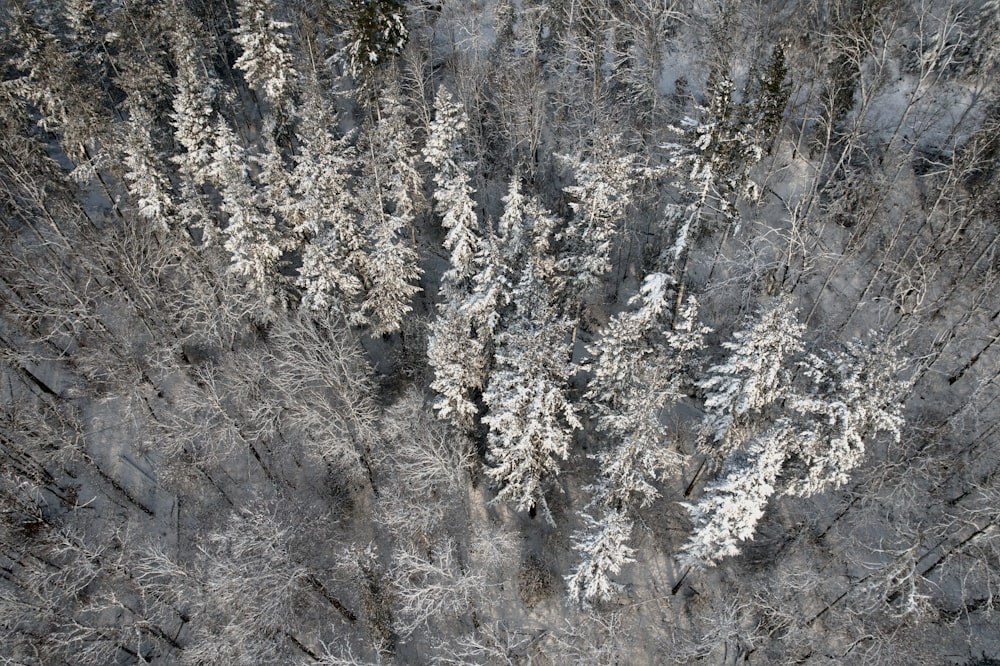 an aerial view of a forest covered in snow