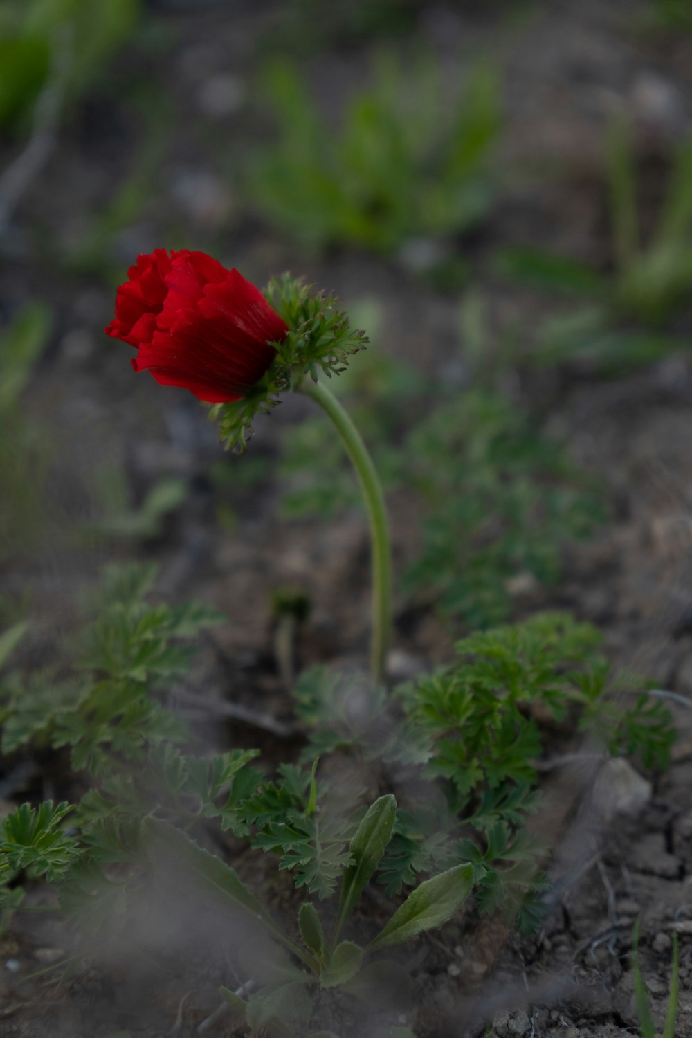 a single red flower in the middle of a field