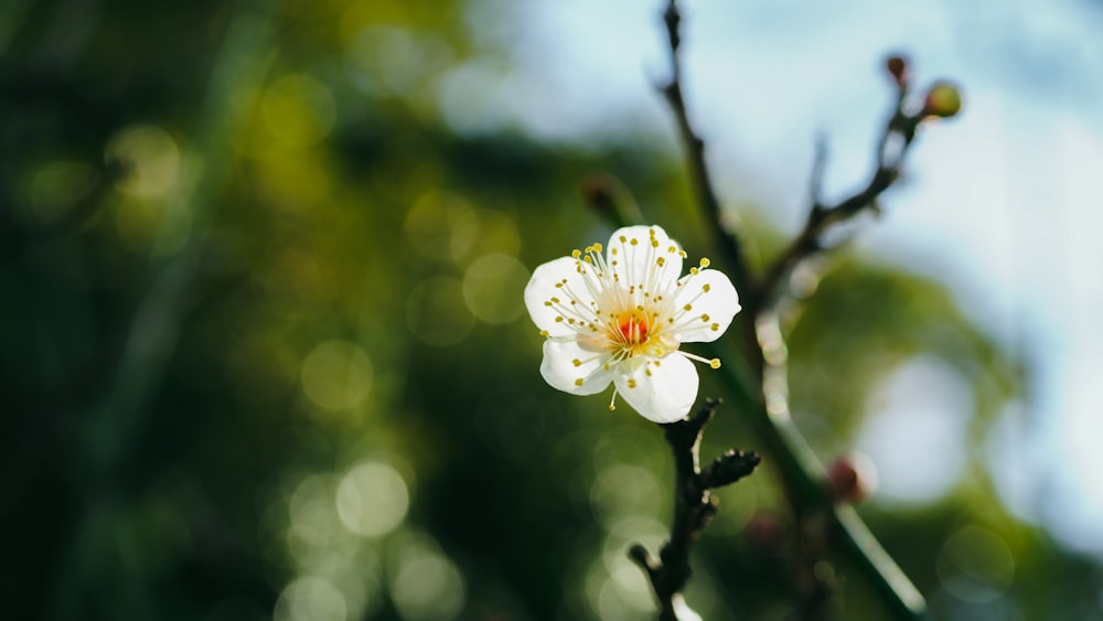 a small white flower on a tree branch