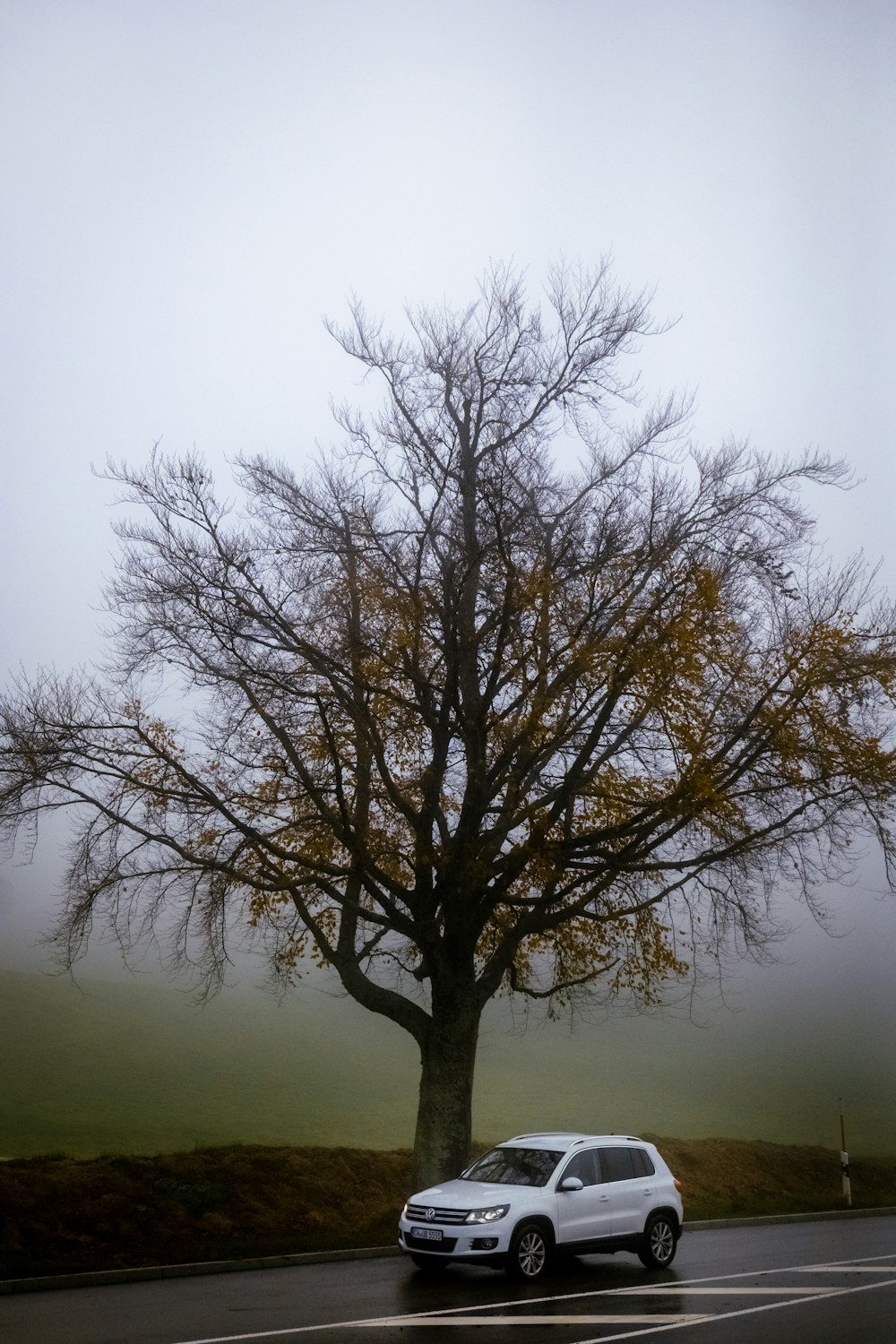 a car is parked under a tree on a foggy day