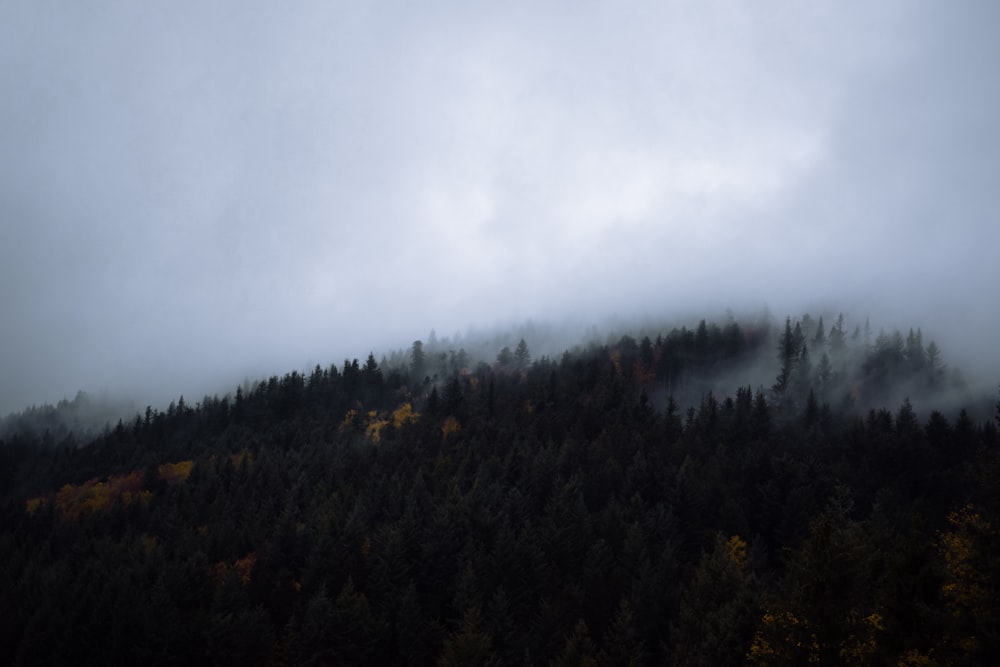 a mountain covered in fog with trees on the side