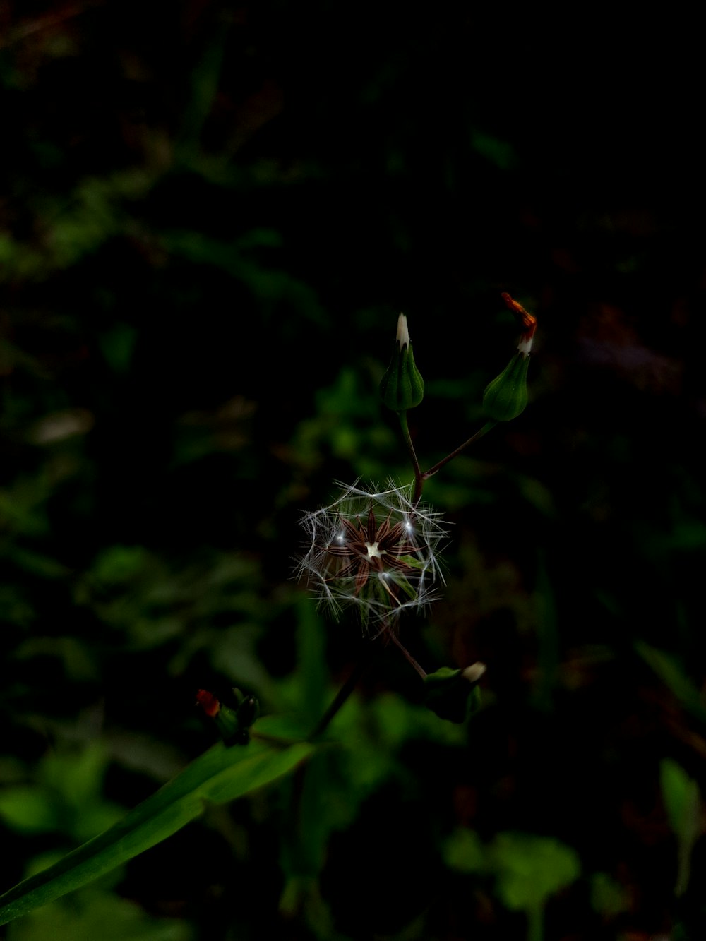 a close up of a dandelion in a field