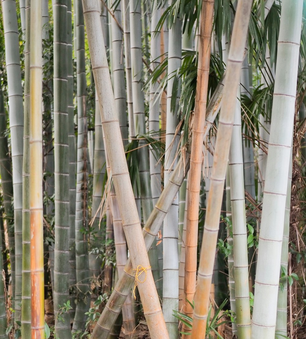 a bunch of tall bamboo trees in a forest