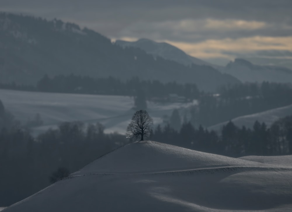 a lone tree on top of a snow covered hill