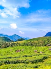 A lush green tea plantation with rolling hills in the background under a bright blue sky filled with fluffy white clouds. The landscape is dotted with rocks and is surrounded by dense green foliage and distant mountains.
