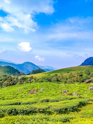 a lush green hillside covered in lots of grass