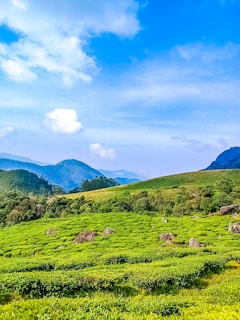 A lush green tea plantation with rolling hills in the background.