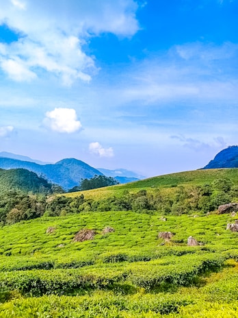 A lush green tea plantation with rolling hills in the background.