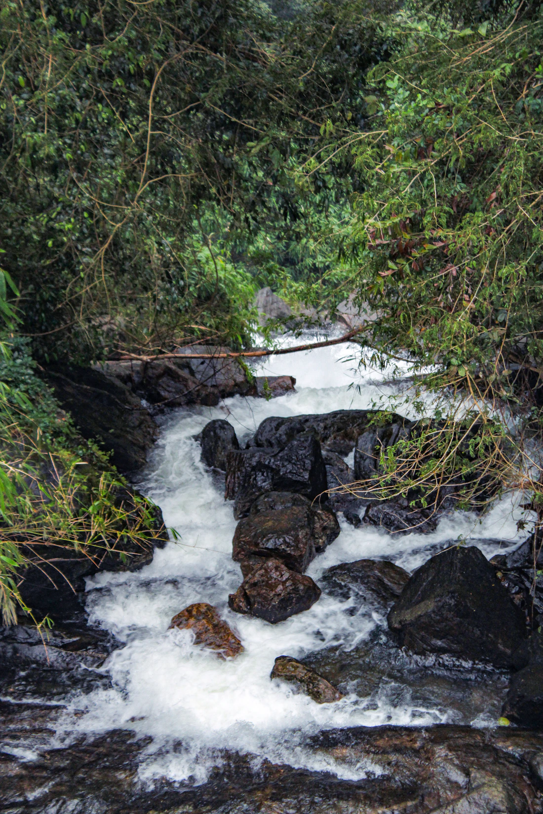 Thekkady forest