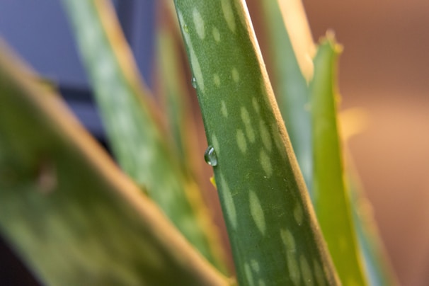 Close-up view of an aloe vera plant with visible green, fleshy leaves and white speckles. A single droplet of water clings to the surface of one leaf, highlighting its texture.
