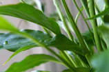 Close-up of fresh green herbs and golden leaves symbolizing purity.