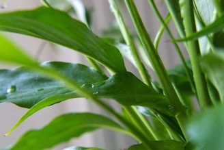 A close-up of fresh green leaves glistening with morning dew, symbolizing natural health and vitality.