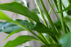 Close-up of fresh green herbs and golden leaves symbolizing purity.