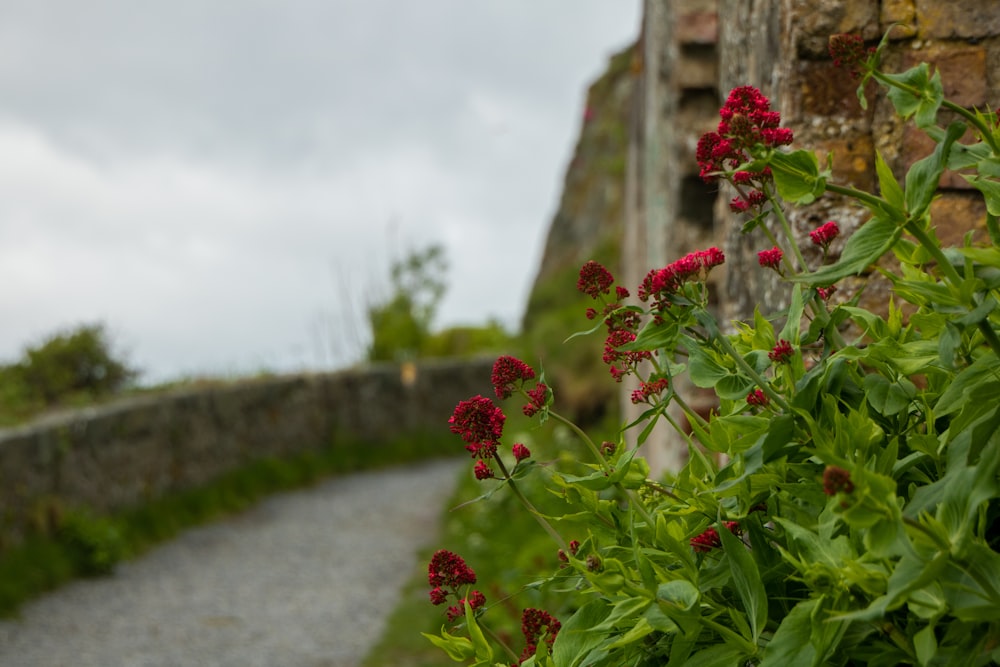 a stone wall with red flowers growing next to it