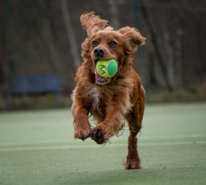 A brown dog with long ears is joyfully running on a green field, holding a green and yellow tennis ball firmly in its mouth. The dog's fur is slightly wet, suggesting it might have been playing or running for a while. In the background, there is a blurry dark area, possibly trees or bushes, giving a sense of outdoor environment.