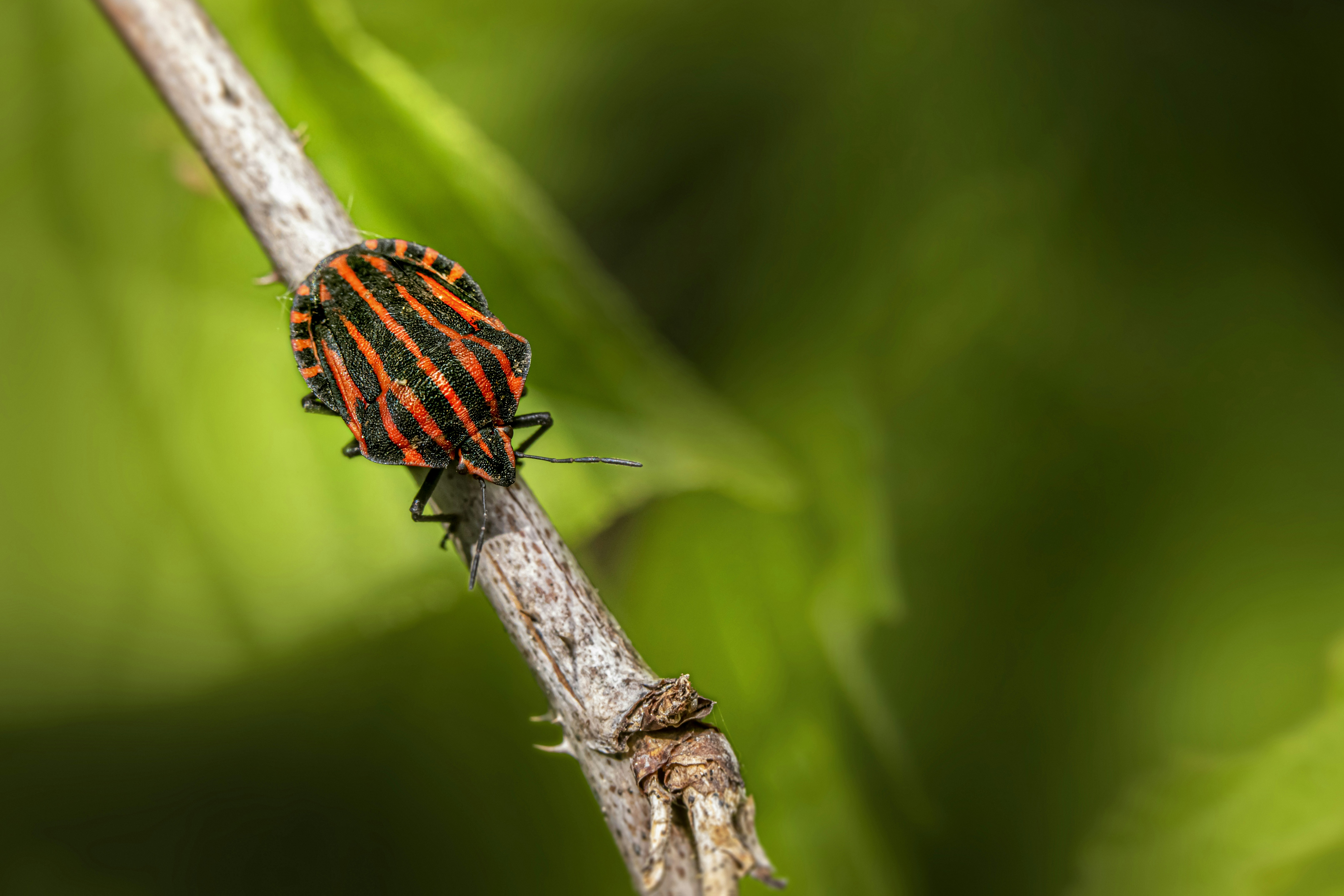 Photo by erik_karits