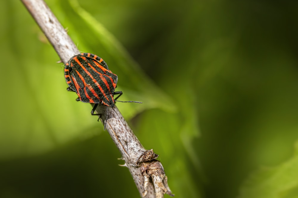 a red and black bug sitting on a branch