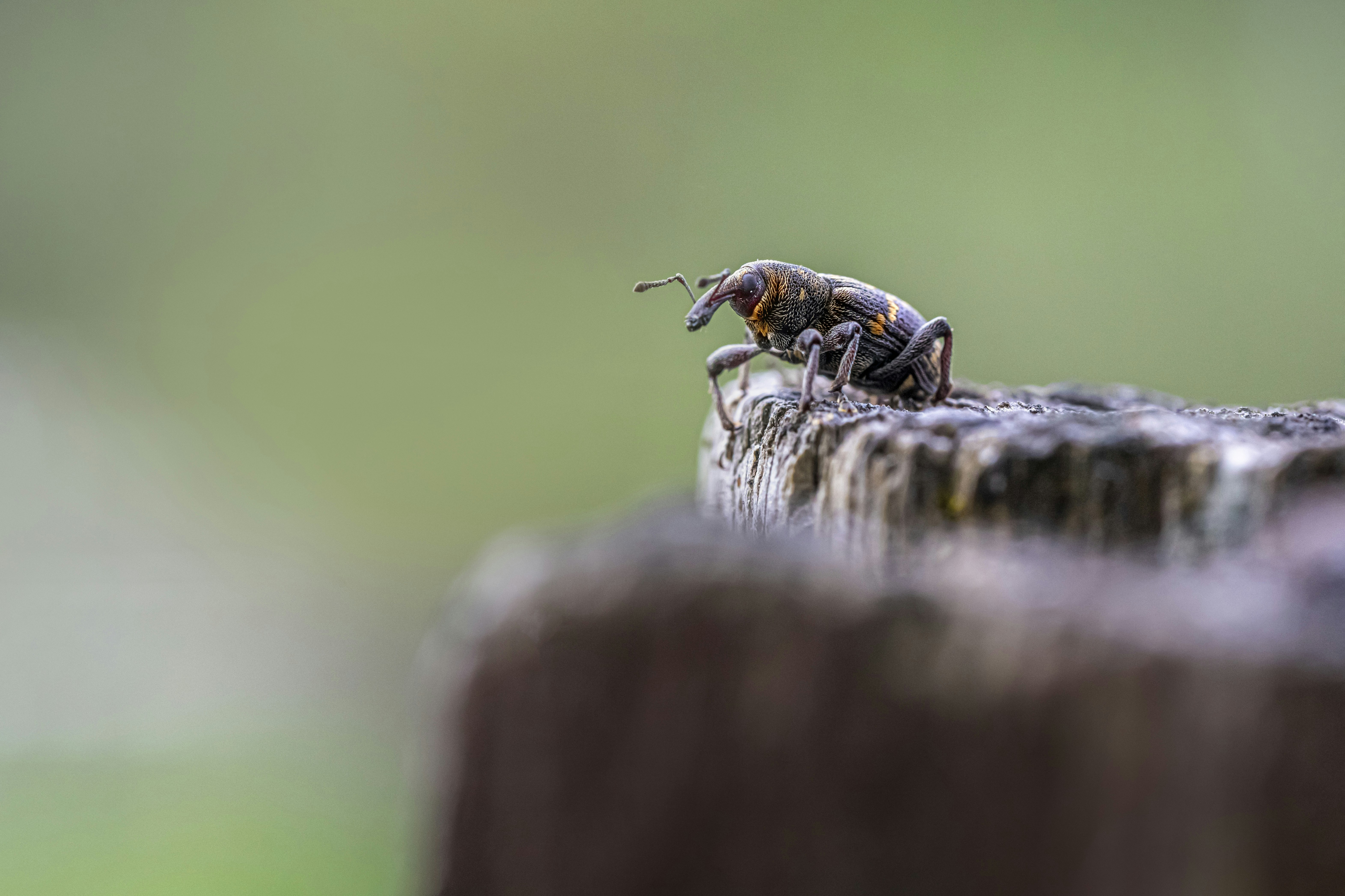 The Benefits of Parasite SEO