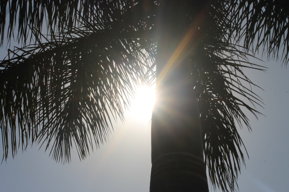 a palm tree with the sun shining through the leaves