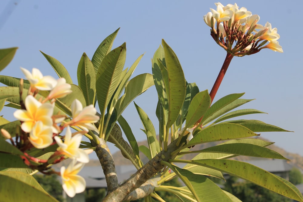 a tree with yellow and white flowers in front of a blue sky