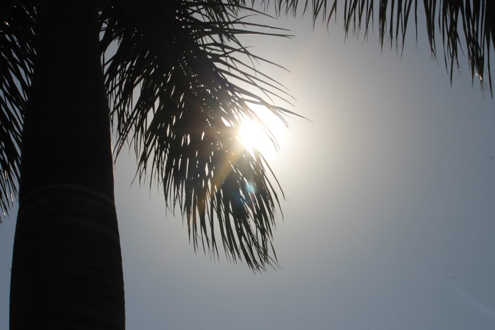 a palm tree with the sun in the background