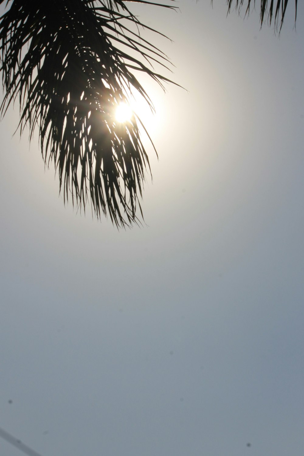 the sun shines through the branches of a palm tree