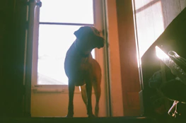 A sleek dog door printed in durable PETG material, highlighted by soft natural light.