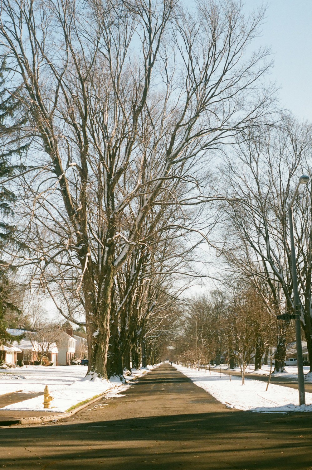 a tree lined street with snow on the ground