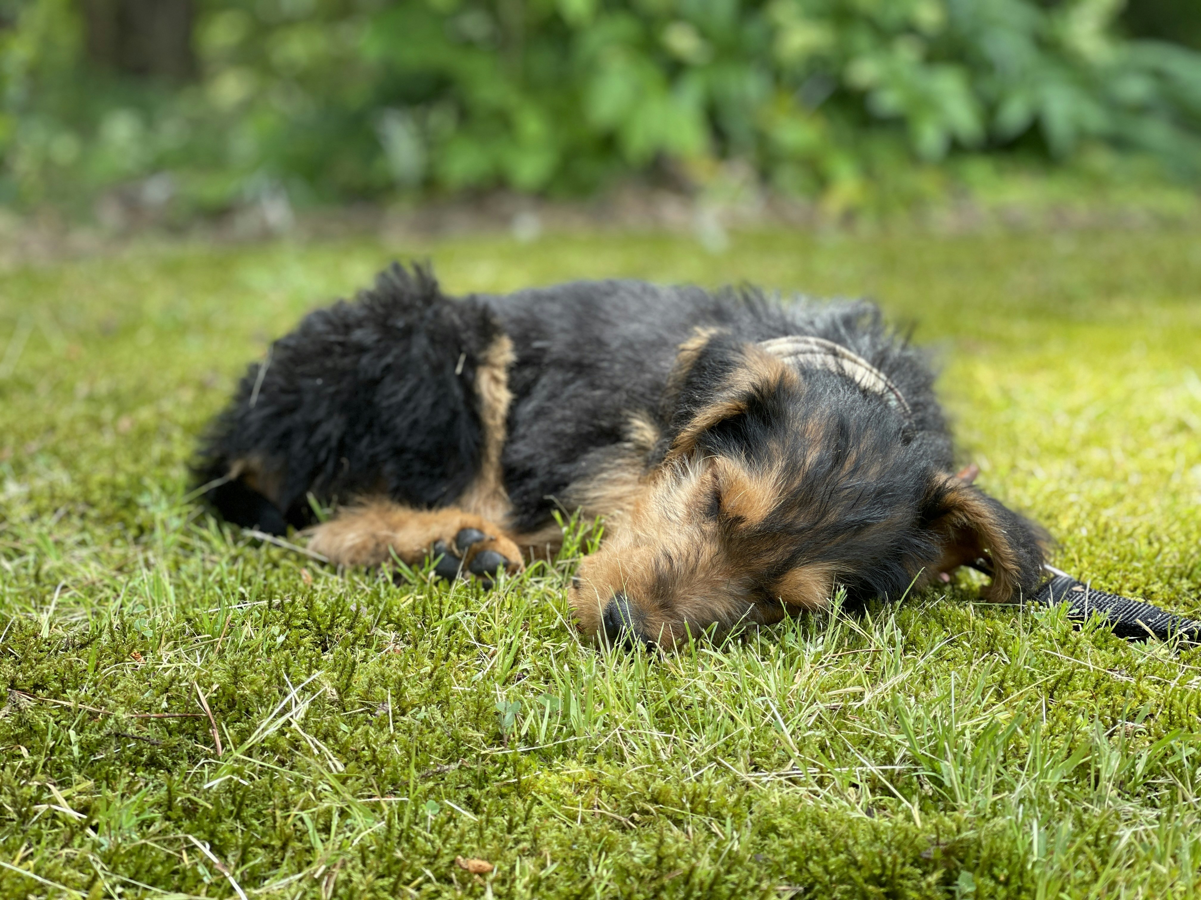 Airedale Terrier: Ο Βασιλιάς των Τεριέ