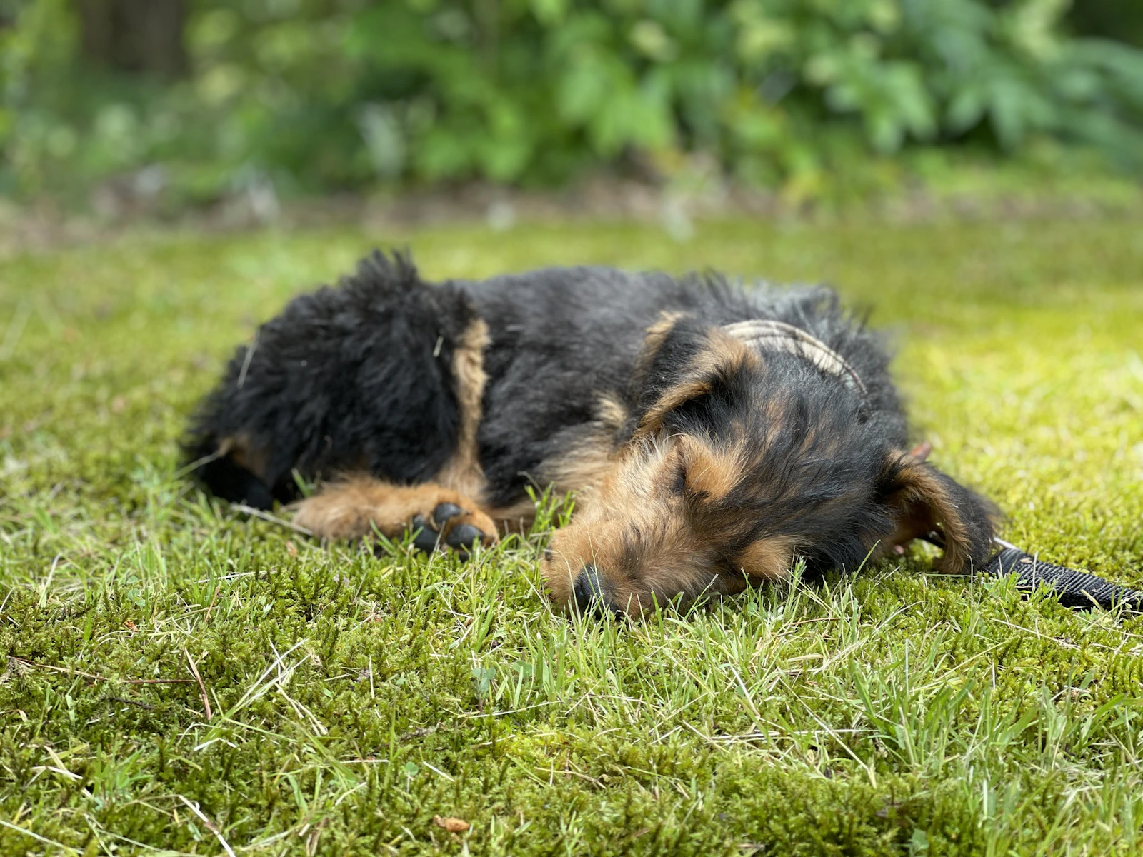 Adult Airedale Terrier outdoors on grass, photo by Ray Nichols on Unsplash
