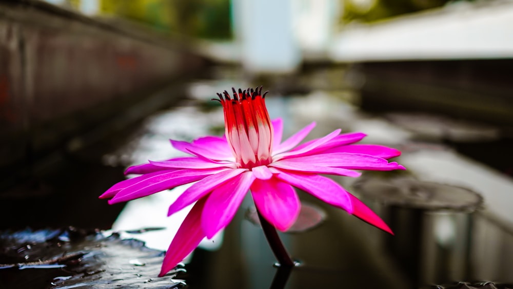 a pink flower sitting on top of a puddle of water