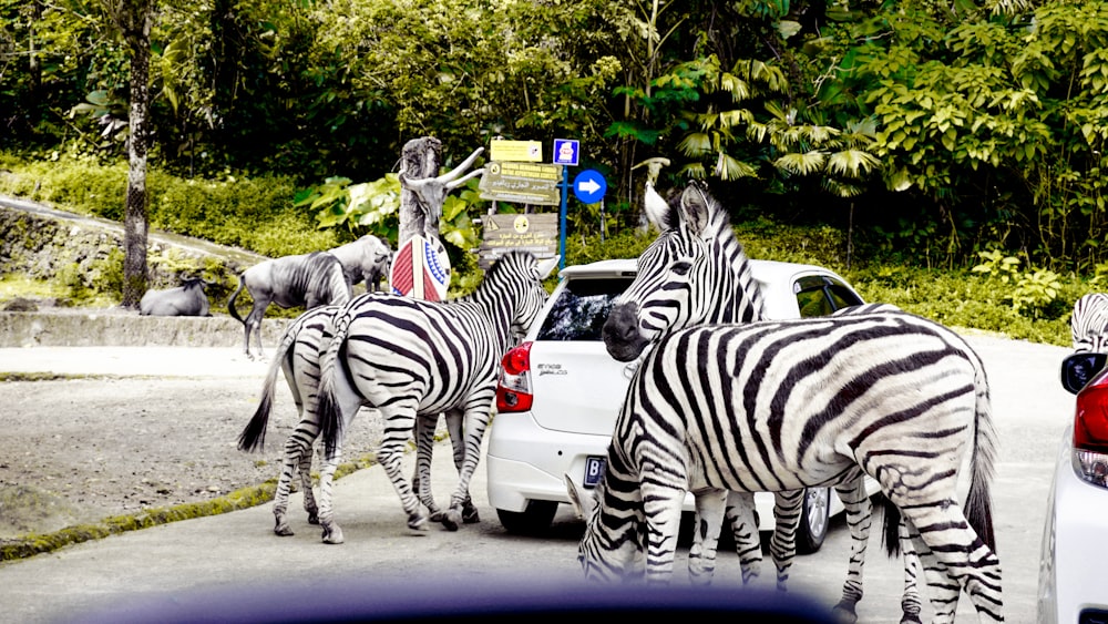 a group of zebras that are standing in the street