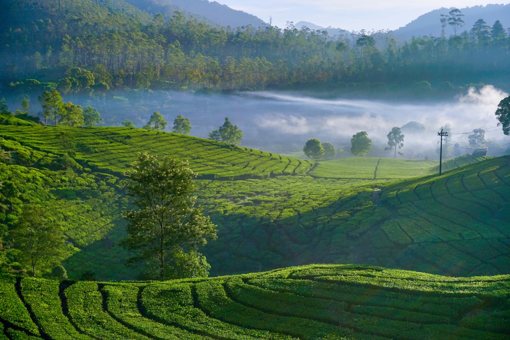 a lush green hillside covered in fog and mist