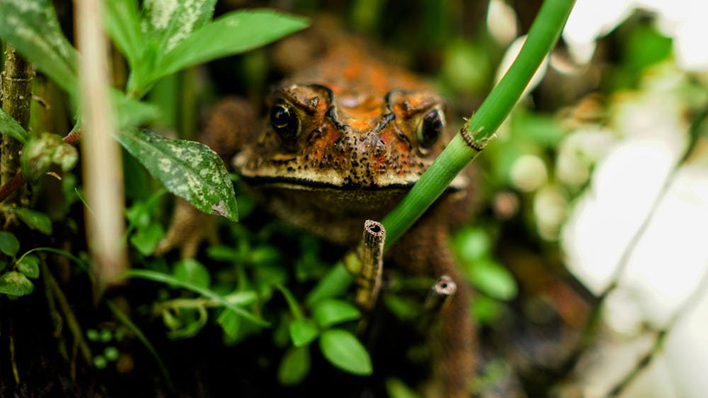 a frog sitting on top of a lush green field