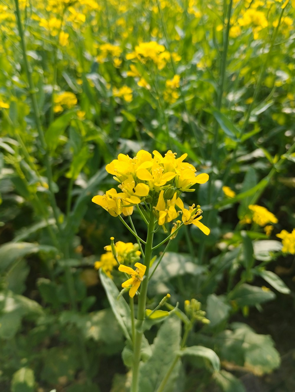 a field full of yellow flowers with green leaves