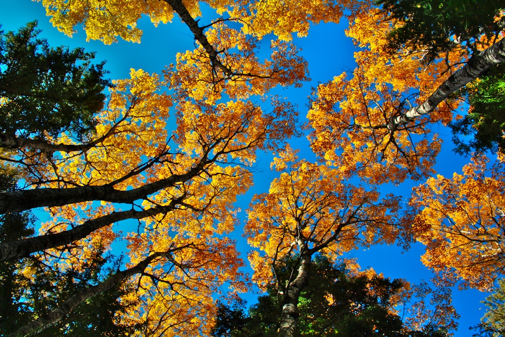 a group of trees with yellow leaves on them