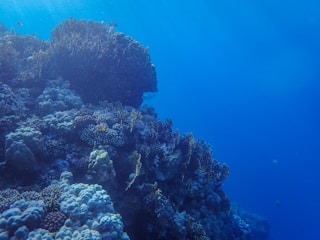 A close-up of a coral reef with diverse marine life.