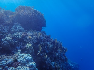 A vibrant underwater scene featuring a diverse coral reef against a deep blue ocean background. Various coral formations with different textures and colors are visible, along with some small marine life swimming around.