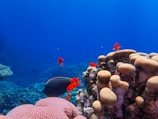 Bright orange fish swim near vibrant coral formations under a clear blue ocean. The scene is bustling with marine life, and the corals display a variety of textures and colors, adding intricate detail to the underwater landscape.