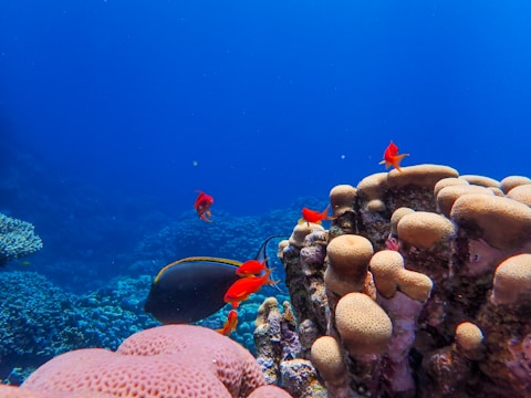 Bright orange fish swim near vibrant coral formations under a clear blue ocean. The scene is bustling with marine life, and the corals display a variety of textures and colors, adding intricate detail to the underwater landscape.