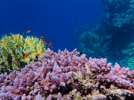 Vibrant coral reef teeming with colorful fish. Pink and yellow corals dominate the foreground, while small fish of various colors swim among them. The deep blue ocean adds contrast, providing a tranquil backdrop.