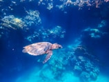 A diver gently swimming alongside a curious sea turtle near a vibrant coral reef.