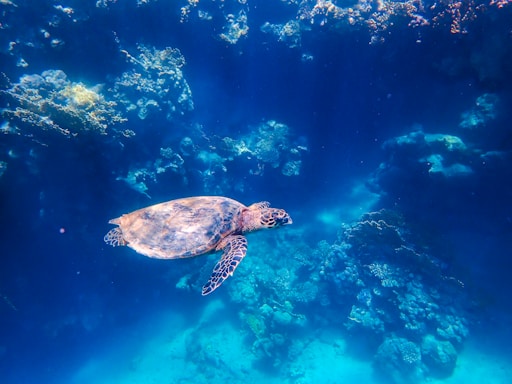A sea turtle gracefully swims underwater surrounded by vibrant coral reefs. The scene is illuminated by sunlight filtering through the water, creating a serene and tranquil environment.