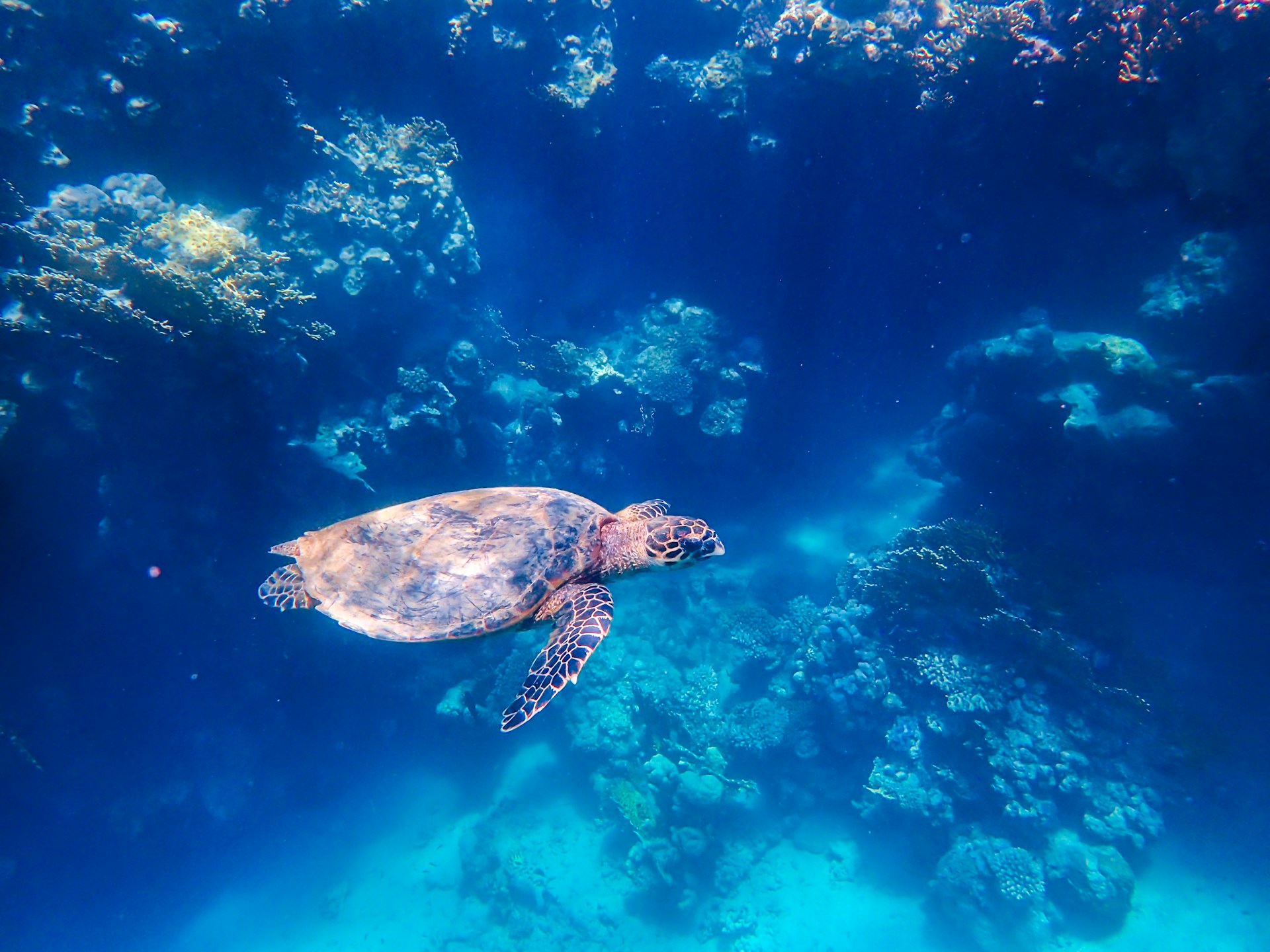 gray computer monitor