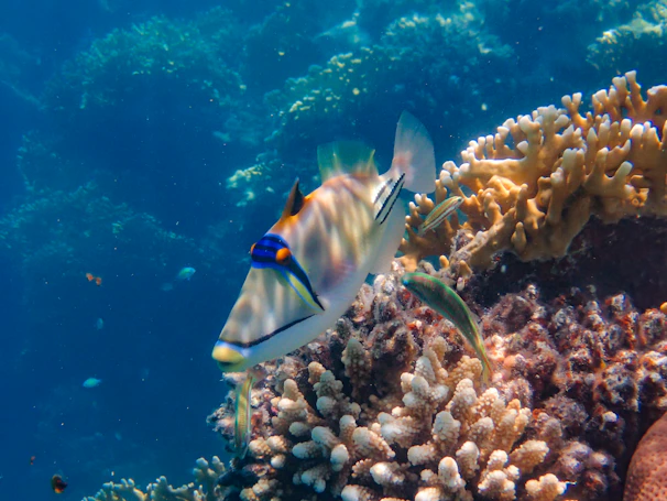 A vibrant saltwater fish swimming among colorful coral reefs in a crystal-clear aquarium.