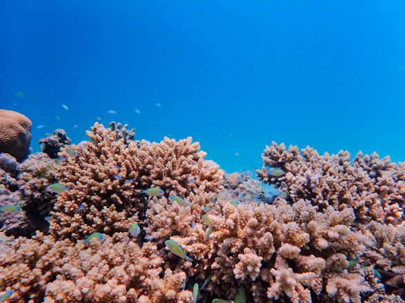 Vibrant coral reef tank with colorful fish swimming among healthy coral structures.