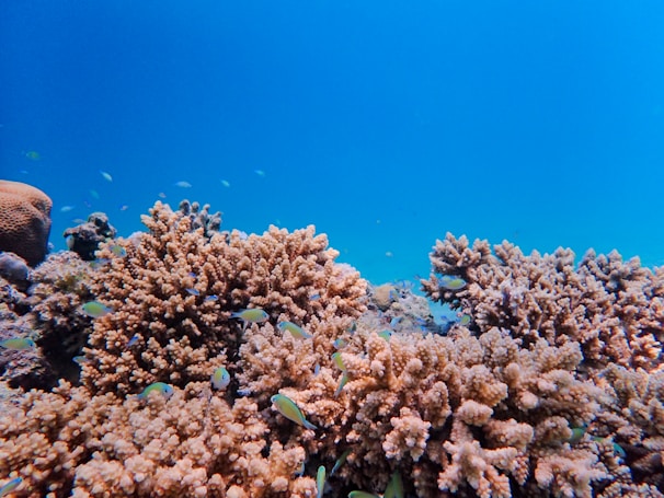 An underwater landscape showing healthy coral formations and diverse marine species.