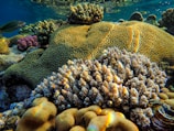 Colorful coral reefs visible beneath crystal clear water.