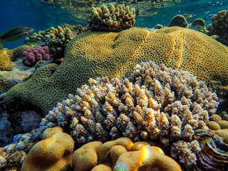 Colorful coral reef teeming with various coral formations under clear blue ocean water. Sunlight filters through the water, illuminating the textures and shapes of the corals.