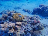 An underwater scene featuring a diverse array of corals and marine life on the ocean floor. The corals vary in shape and color, including branching and brain coral, with hues of yellow, pink, and purple. The water has a deep blue tint, providing a serene and vibrant atmosphere.